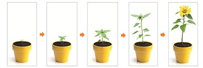 キングジム 植物の成長がコマ撮りできるレコーダー Ict教育ニュース
