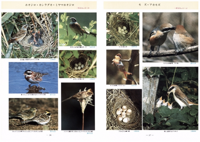 読み放題サイト「図鑑.jp」、伝説の野鳥図鑑2冊を追加 | ICT教育ニュース