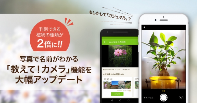 植物写真アプリ Greensnap Aiが判別できる種類を2倍にアップデート Ict教育ニュース